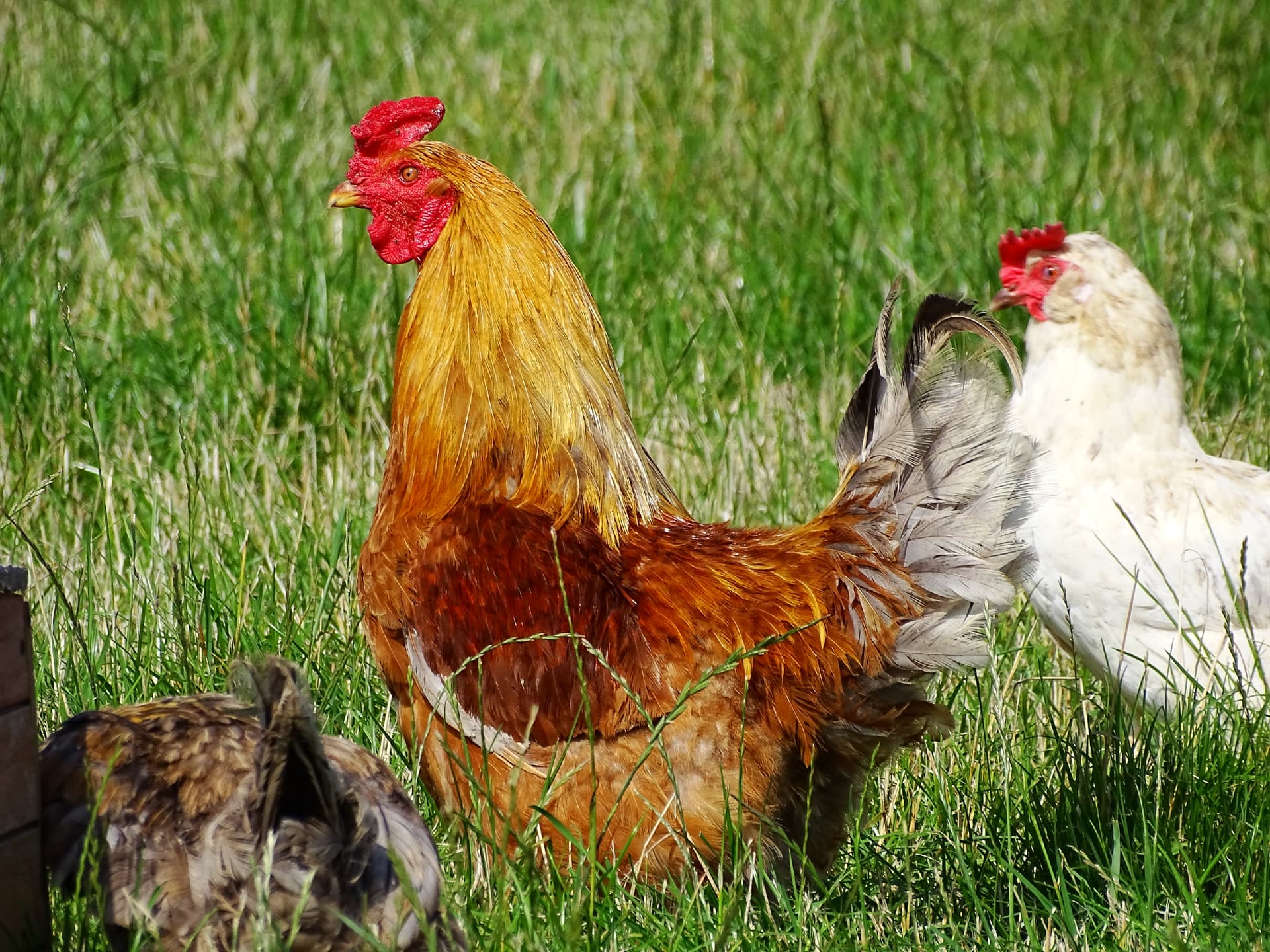 Free-range chickens at Days Farm