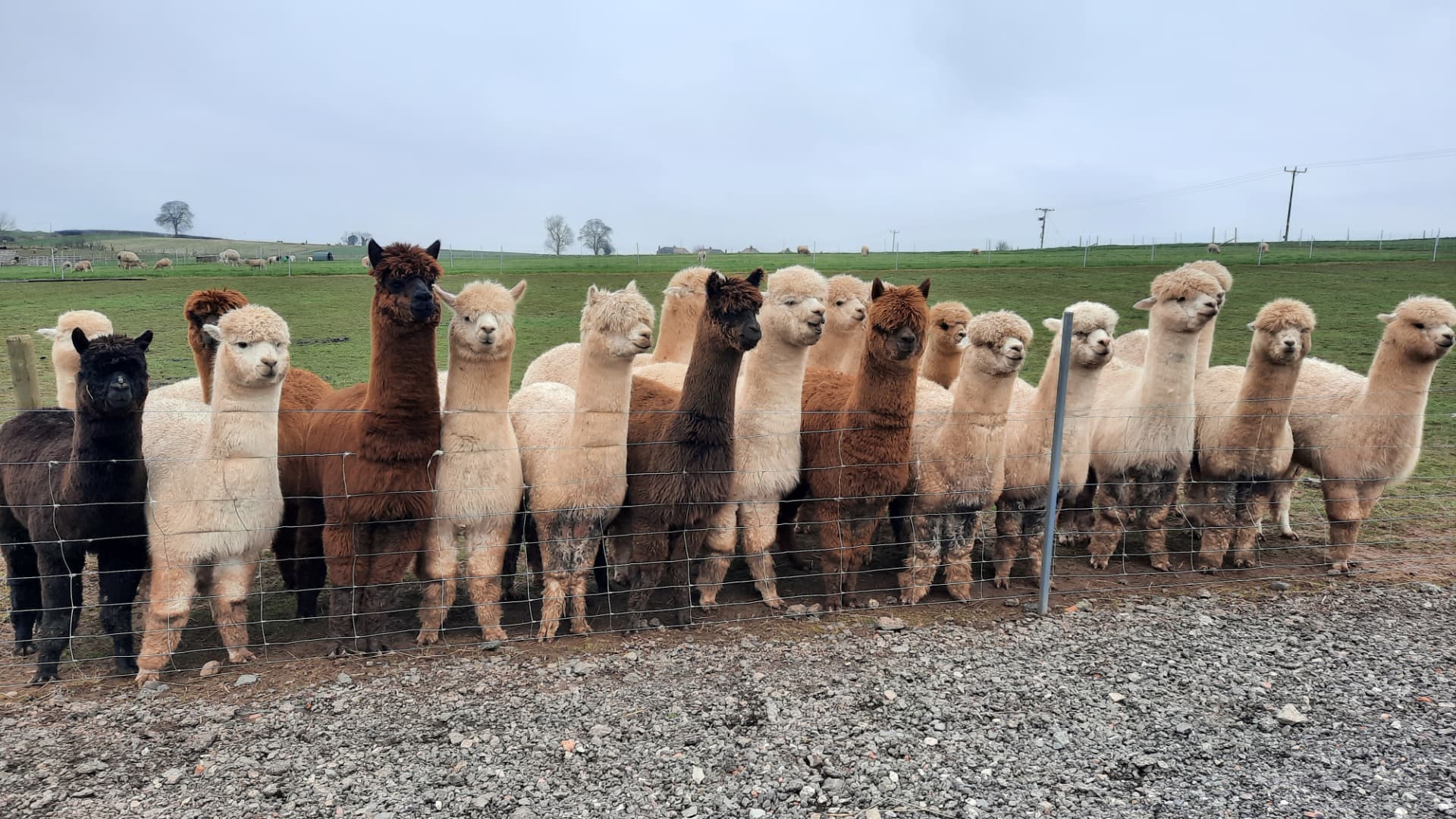 A group of alpacas at Days Farm