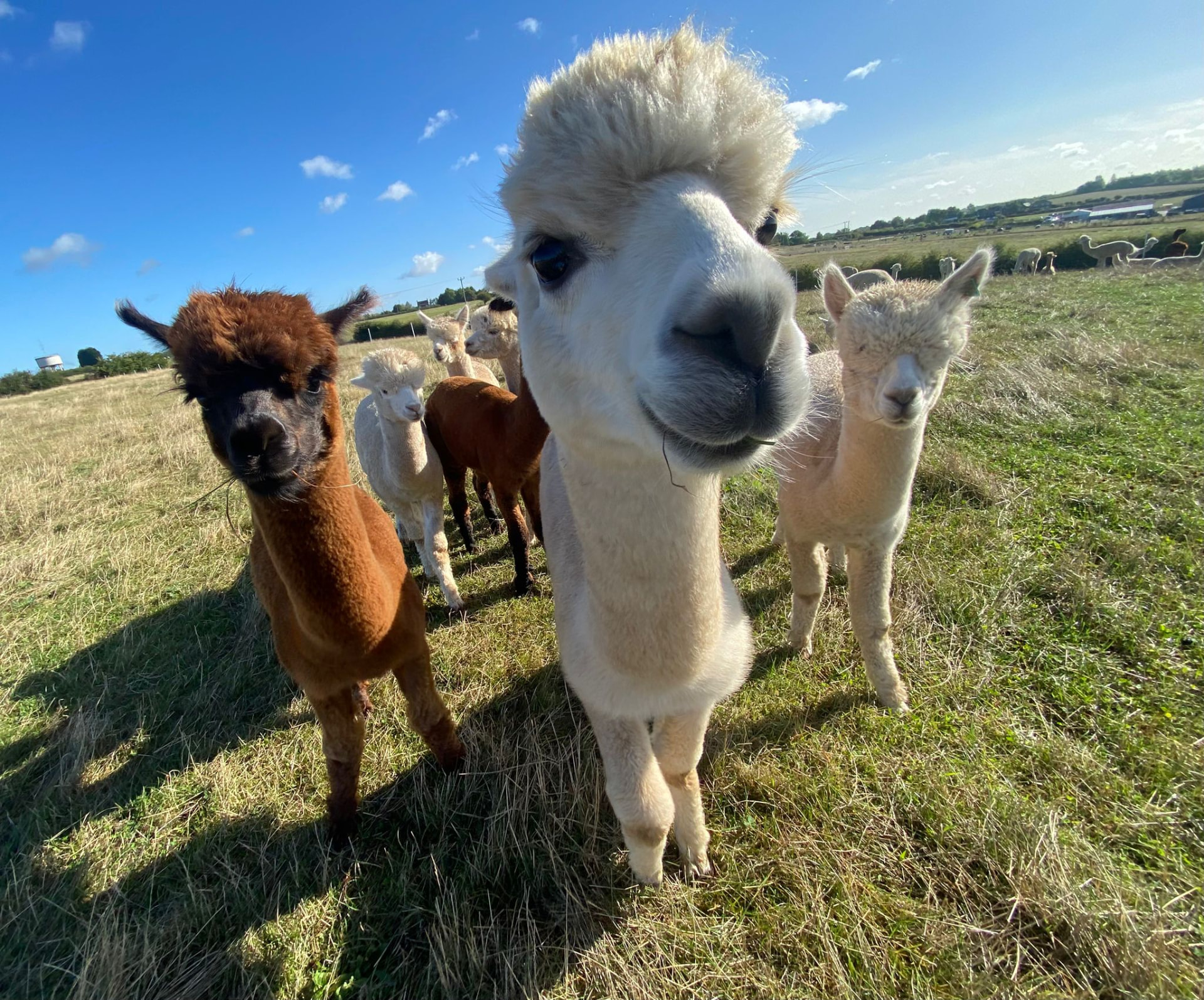 Curious alpacas up close at Days Farm