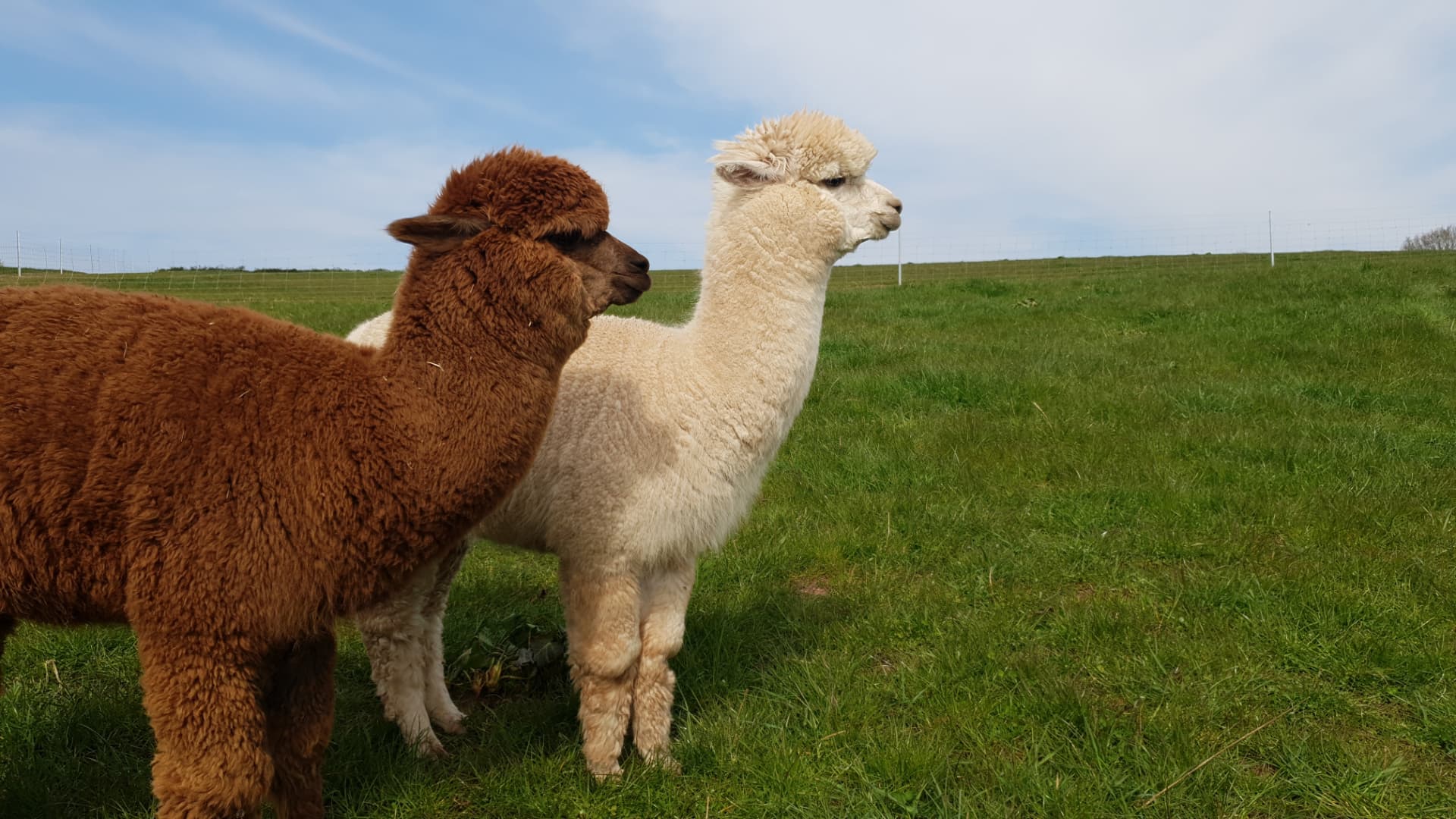Two alpacas in the pasture at Days Farm