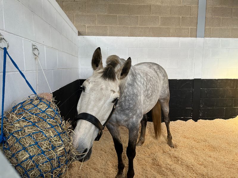Days Farm Alpacas & Equine photo 8
